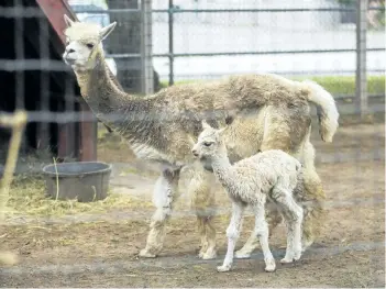  ?? BOB TYMCZYSZYN/ POSTMEDIA NETWORK ?? A newborn baby alpaca named Violet, also known as a cria, with her mother Betsy in October 2015 at Happy Rolph's animal farm.