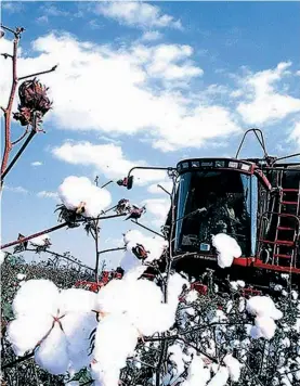  ?? DR ?? Programa de reabilitaç­ão da indústria têxtil prevê a produção de algodão no país