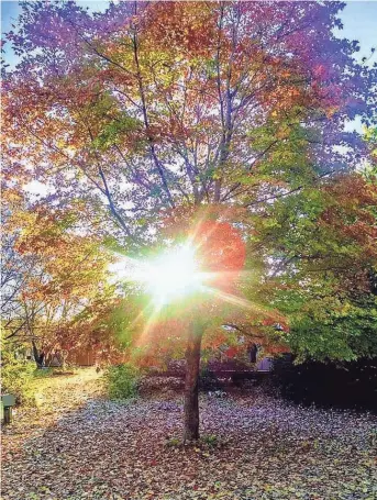  ?? BEVERLY OBORNY ?? Consider plants’ light needs before putting them in the ground.