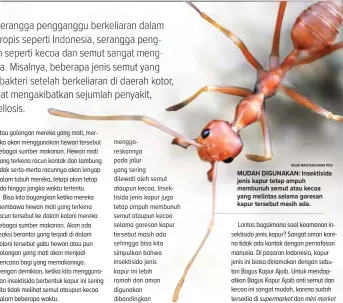  ?? AGUS WAHYUDI/JAWA POS ?? MUDAH DIGUNAKAN: Insektisid­a jenis kapur tetap ampuh membunuh semut atau kecoa yang melintas selama goresan kapur tersebut masih ada.