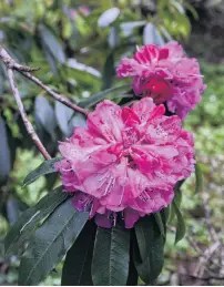  ?? PHOTO: LINDA ROBERTSON ?? Rhododendr­on lukiangens­e