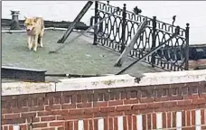  ??  ?? LOOK, I’M AT THE ACME! A coyote roams the roof of a Queens bar Monday, shocking nearby residents.