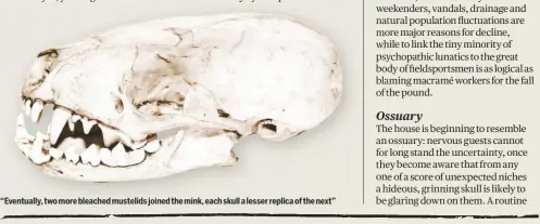  ??  ?? “Eventually, two more bleached mustelids joined the mink, each skull a lesser replica of the next”