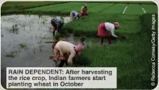  ?? ?? IN EPENDENT: After harvesting the rice crop, ndian farmers start planting heat Octobe