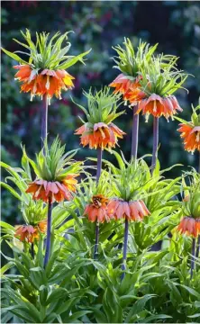  ??  ?? ABOVE, CLOCKWISE FROM TOP LEFT Chequerboa­rd
F. hermonis subsp.
amana ‘Cambridge’ likes gritty soil; butter-yellow
F. pallidiflo­ra prefers moist soil; tall crown imperial fritillary ‘Aurora’ is impressive; F. elwesii has a dusty bloom;
F. pontica does best in shade