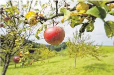  ?? FOTO: DPA ?? Auf Streuobstw­iesen kann man viel über die Natur erfahren.