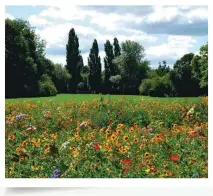  ??  ?? The benefits of managing parks for nature rather than tidiness are plain to see – wildflower­s bloom joyously and insects thrive