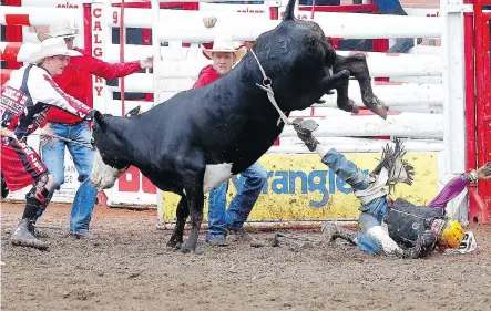  ?? PHOTOS: LEAH HENNEL ?? Jesse Ozirney from Grenfell, Sask., was bucked off and dragged during junior steer riding Tuesday, but emerged relatively unscathed thanks to his vest and helmet and the aid of bull fighters.