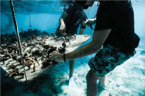  ?? ??  Bouture de coraux abimés. Photo Coral Gardeners