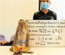  ?? PHOTO: JORGE SILVA ?? Sting in tail: A captured macaque has its identifica­tion picture taken before it undergoes a sterilisat­ion procedure in the ancient Thai city of Lopburi.