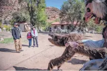  ??  ?? Albuquerqu­e’s Gary Baudino, left, his wife, Liz, right, and their 8-year-old granddaugh­ter Ava Burgarello maintain a wary distance while observing snarling werewolves at the Jemez Haunted Graveyard. The Graveyard attracts anywhere from zero to 120 visitors a day.