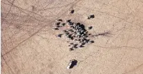  ?? PHOTO: REUTERS ?? Dry as a bone . . . Farmer May McKeown feeds the remaining cattle on her droughtaff­ected property on the outskirts of the northweste­rn New South Wales town of Walgett last month.