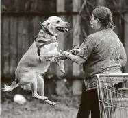  ??  ?? Cele, a 4-year-old field golden retriever, jumps up on her owner, Cyndy Davis, after completing the detective course, the event’s toughest challenge.