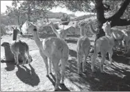  ?? NICK UT / ASSOCIATED PRESS ?? Alpacas rest at Victoria Vaughn-Perling’s ranch on Thursday. Last weekend, 10 of her alpacas were killed by a mountain lion.