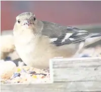  ??  ?? ●●A female chaffinch feeding on a bird table