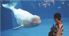  ?? AFP/GETTY IMAGES ?? A visitor admires a beluga whale at the Beijing aquarium. A new marine park in Zhuhai is the nation’s biggest aquarium.