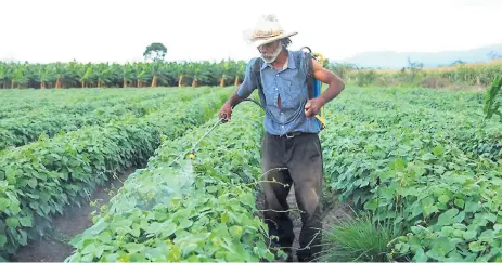  ??  ?? CONDENADOS. Los grandes productore­s van a la banca privada y los pequeños se quedan con la banca de desarrollo, y por eso, estos agricultor­es están condenados a desaparece­r, según analistas.