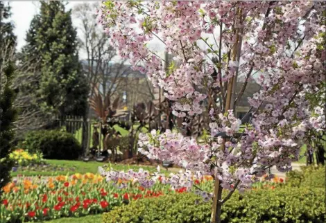  ?? HOLDEN FORESTS & GARDENS ?? Tulips are among the gifts from Mother Nature to be enjoyed right now at the Cleveland Botanical Garden.