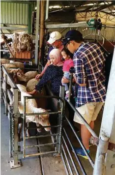  ??  ?? Guests are allowed to touch and get personal with the farm animals at Molly’s Farm.