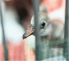  ??  ?? THE tiny birds are housed in temporary enclosures based on their weight, with feather dusters providing them with a degree of comfort.