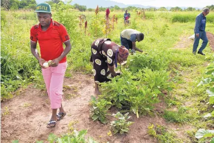  ?? MARLA BROSE/JOURNAL ?? Abedi Mlondani, left, harvests white eggplant with Odetta Niragatozo, second from left, and Wisungata Mukubilwa, 15, at Tres Hermanas Farm.