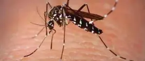  ?? WIKI PIC ?? Over the past two years, three million Wolbachia-infected Aedes mosquitoes have been released by IMR into the wild at seven dengue hotspots.