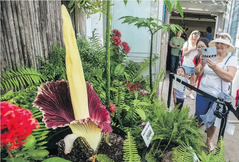  ?? PETER J. THOMPSON / NATIONAL POST ?? Toronto Zoo patrons on Friday look and smell the odiferous corpse flower that so seldom blooms.