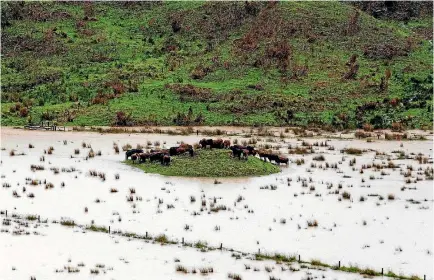  ?? PHOTO: CSILLA FORD/ MY LITTLE EYE PHOTO ?? It’s cow island. Floodwater­s strand livestock on a small hill at Koutu Loop, near Opononi in the Far North.