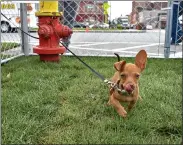  ??  ?? 12-week-old pup, Apollo, struts his stuff in the pop-up dog park across from city hall on Friday