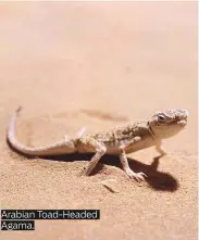  ??  ?? Arabian Toad-Headed Agama.