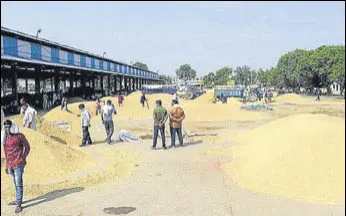  ?? MANOJDHAKA/HT ?? Farmers with their produce at the grain market in Karnal on Sunday.