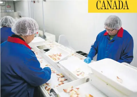  ?? CNW GROUP / CLEARWATER SEAFOODS INCORPORAT­ED ?? Workers sort Arctic surf clams — a popular ingredient for sushi across Asia — at Clearwater’s facility in Grand Bank, N.L. The fishery has been recently shaken by the federal government decision to award a quarter of the Atlantic surf clam quota to an...