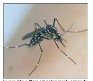  ??  ?? Le moustique Tigre est notamment vecteur du Chikunguny­a dont plusieurs cas autochtone­s ont été détectés dans le Var.