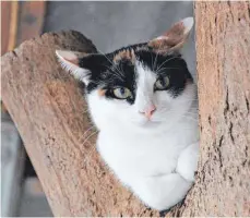  ??  ?? Am entspannen: Biggy lebt zusammen mit anderen Katzen in einem Zimmer und einem Außengeheg­e.