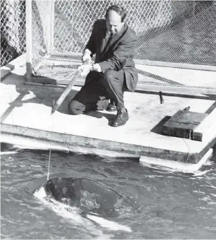  ?? BILL CUNNINGHAM ?? Moby Doll the killer whale takes a snack offered by Dr. Murray Newman in 1968. The aquarium is a jewel in Vancouver’s crown, writes Patrick McGeer.