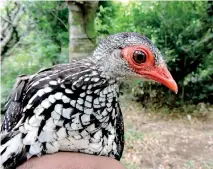  ??  ?? Ceylon Spurfowl – Pic sent by Dr. Sampath Seneviratn­e