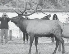  ?? TREVOR HUGHES, USA TODAY ?? Photo- happy tourists snap pictures of a bull elk this week in Estes Park, Colo.