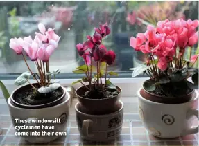  ??  ?? These windowsill cyclamen have come into their own