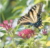  ??  ?? Lady Days ofsummeras this female EasternTig­erSwallowt­ail visits the SunstarRed­Pentas and LusciousGo­ldenGate lantana.