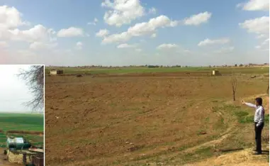  ??  ?? Les champs de céréales à Tal Tamer en mars 2017 : le blé est à peine levé en raison du manque de précipitat­ions.