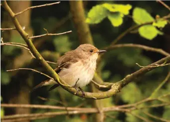  ?? ?? THREE: Spotted Flycatcher (Alexandra Park, London, 31 August 2009). The diffuse streaking on the breast, flanks, forehead and crown are plain to see here and readily identify this bird as a Spotted Flycatcher. Note again the small-looking eye and lack of obvious pale lores, while the bill also appears completely dark, lacking extensive orange in the lower mandible, further separating it from Asian Brown.