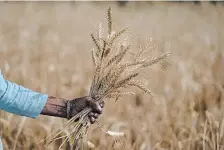  ?? CHANNI ANAND THE ASSOCIATED PRESS ?? A woman harvests wheat on the outskirts of Jammu, India, on Thursday. An unusually early, recordshat­tering heat wave in India has reduced wheat yields.