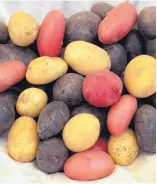  ??  ?? Hunt out a colorful assortment of taters for the Red, White and Blue Potato Salad.