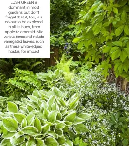  ??  ?? LUSH GREEN IS DOMINANT IN MOST GARDENS BUT DON’T FORGET THAT IT, TOO, IS A COLOUR TO BE EXPLORED IN ALL ITS HUES, FROM APPLE TO EMERALD. MIX VARIOUS TONES AND INCLUDE VARIEGATED LEAVES, SUCH AS THESE WHITE-EDGED HOSTAS, FOR IMPACT
