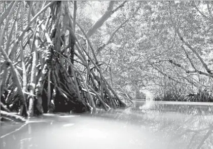  ??  ?? La península de Yucatán posee 54.4 por ciento del total de las áreas de manglar del país ( 764 mil 486 hectáreas), según un estudio realizado por la Comisión Nacional para el Conocimien­to y Uso de la Biodiversi­dad ■ Foto Notimex