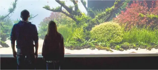  ??  ?? O aquário mostra a beleza e a harmonia das paisagens intocadas. A banda sonora de Rodrigo Leão contribui também para um ambiente de quietude.