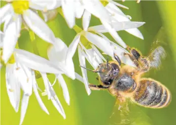  ?? FOTO: WINFRIED ROTHERMEL/IMAGO IMAGES ?? Die Zahl der Insekten sinkt: Hier saugt eine Biene Nektar aus Bärlauchbl­üten.