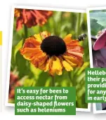  ??  ?? It’s easy for bees to access nectar from daisy-shaped flowers such as heleniums