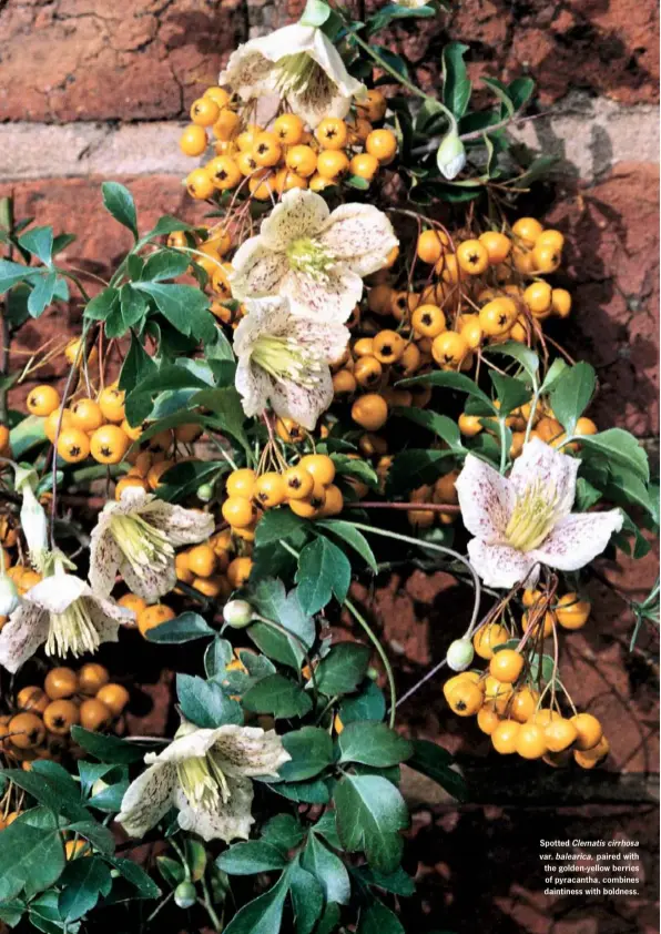  ??  ?? Spotted Clematis cirrhosa var. balearica, paired with the golden-yellow berries of pyracantha, combines daintiness with boldness.