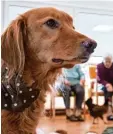  ?? Foto: Ingo Wagner, dpa ?? Auch dieser Hund kommt regelmäßig zu Besuch ins Pflegeheim.